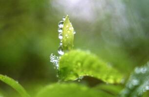 uma fechar acima do uma folha com água gotas em isto foto