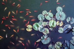 uma lagoa com muitos peixe e água lírios foto