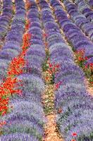 lavanda Campos com vermelho papoilas foto