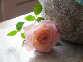 uma solteiro Rosa rosa sentado em uma mesa Próximo para uma vaso foto