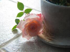 uma flor sentado em uma mesa Próximo para uma plantar foto