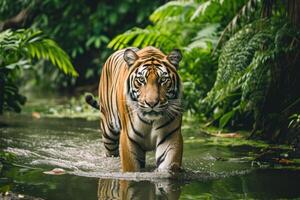 ai gerado uma ampla masculino tigre caminhando através uma rio dentro a floresta, ético preocupações foto