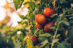 ai gerado fresco caseiro tomates em uma árvore dentro a jardim foto