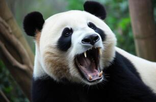 ai gerado panda a partir de da china jardim zoológico foto