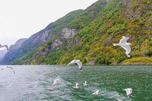 gaivotas voam pela bela paisagem do fiorde montanhoso na noruega. foto