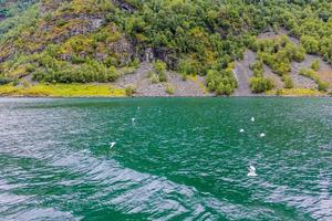 gaivotas voam pela bela paisagem do fiorde montanhoso na noruega. foto