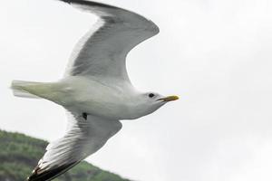 gaivotas voam pela bela paisagem do fiorde montanhoso na noruega. foto