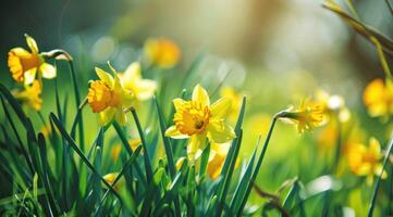 ai gerado amarelo e verde narcisos em uma fundo com luz solar verde foto