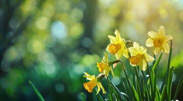 ai gerado amarelo e verde narcisos em uma fundo com luz solar verde foto