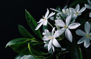 ai gerado branco flor e folhas dentro uma vaso foto