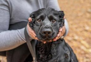 cocker spaniel preto sentado com o proprietário nas folhas de outono ao ar livre foto