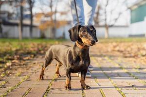 cachorro bassê ao ar livre em pé no parque foto