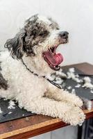 Cachorro bichon frise branco e preto fofo no salão de animais bocejando foto