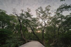 de madeira ponte para passeios turísticos dentro a pantanal área foto