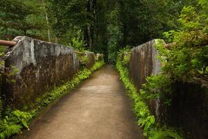 a caminho é uma ponte dentro a floresta com samambaias crescendo foto