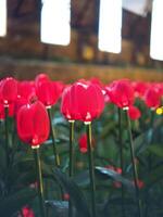 mão fez tulipa e elétrico luz lâmpada criar para voou luz flores comemoro cidade foto