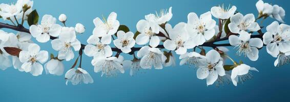 ai gerado lindo branco flores estão mostrando contra uma azul pano de fundo foto