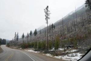 floresta de pinheiros canadenses crescendo novamente após um incêndio. árvores mortas e novas. alberta. foto