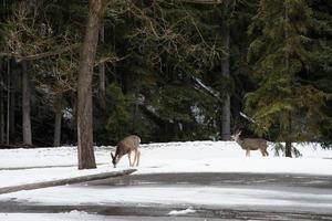 dois veados no parque nacional de banff no inverno. neve na floresta foto