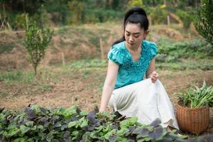 mulheres em sua horta, bela jovem jardineira mulher asiática com uma cesta com vegetais de espinafre colhidos na hora em jardins