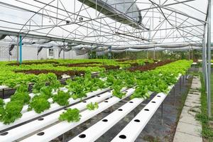 fazenda hidropônica de vegetais orgânicos que cultivam alface verde foto