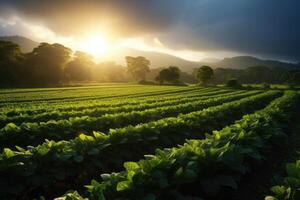 ai gerado Fazenda colheita verde campo. ao ar livre natureza plantar vegetal orgânico eco produto.ai generativo. foto