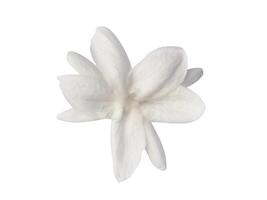 jasmim flor com folha em branco fundo foto