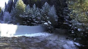 inverno neve coberto branco terra do pinho árvore floresta. grampo. campo estrada e uma cerca com uma trabalhando trator e uma muitos do vôo pó. foto