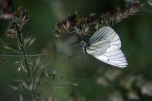 uma branco borboleta em uma plantar com verde folhas foto