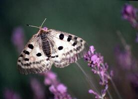 uma borboleta com Preto pontos em Está asas foto