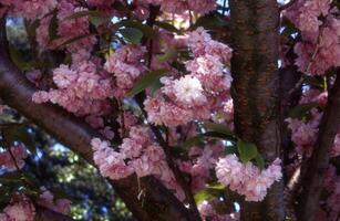 uma árvore com Rosa flores dentro a Sol foto