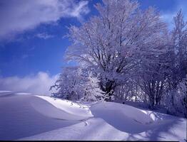 uma árvore coberto dentro neve foto