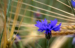 uma azul flor dentro uma campo do trigo foto