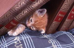 uma gato dormindo debaixo uma pilha do livros foto