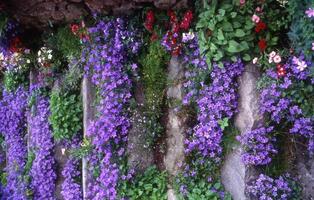 uma parede coberto com roxa flores e verde plantas foto
