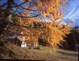 uma árvore com amarelo folhas foto