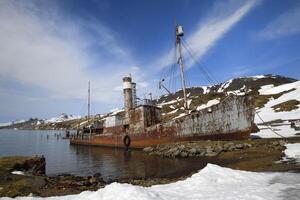 Gritviken, sul Geórgia, 2019 - destruir do a baleeiro navio petrel, antigo grytviken baleia estação, rei Edward enseada, sul Geórgia, sul geórgia e a sanduíche ilhas, Antártica foto