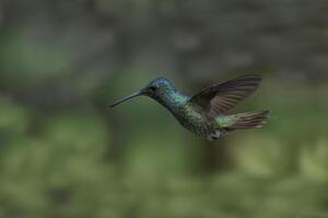 dourado atado safira, crisurônia enona, dentro voo, manu nacional parque, peruano Amazonas nuvem floresta, Peru foto