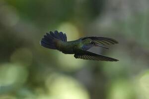 fêmea branco pescoço jacobino, florisuga melívora, dentro voo, manu nacional parque nuvem floresta, Peru foto