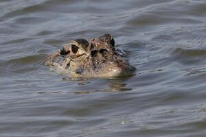 Preto jacaré, melanosuchus Níger, natação dentro a madre de dios rio, manu nacional parque, peruano Amazonas, Peru foto