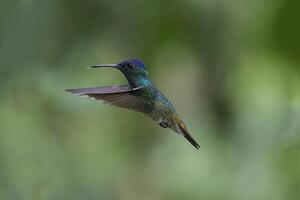 dourado atado safira, crisuronia enona, dentro voo, manu nacional parque, peruano Amazonas nuvem floresta, Peru foto