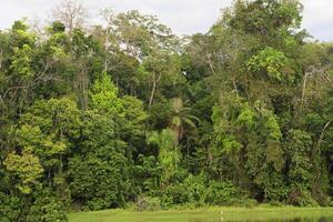 Amazonas tropical chuva floresta às arco de boi lago, manu nacional parque, peruano Amazonas, Peru foto