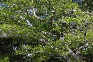 gigante FIG árvore, fícus, amazonas estado, Brasil foto