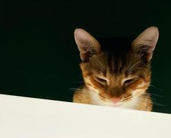 o focinho de um close-up de gatinho vermelho sobre um fundo verde, lindamente iluminado por baixo. foto