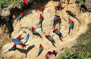 vermelho e verde araras, ara cloropterus, às argila lamber, manu nacional parque, peruano Amazonas, Peru foto