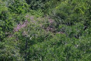 tropical floresta tropical Rosa floração árvore, amazonense floresta tropical, amazonas estado, Brasil foto