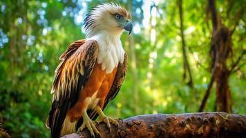 ai gerado filipino águia, pitecophaga jefferyi, empoleirado graciosamente em uma ramo dentro a floresta. foto