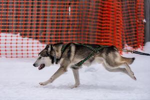 corrida de cães de trenó. equipe de cães de trenó husky no arnês corre e puxa o motorista do cão. competição de campeonato de esporte de inverno. foto