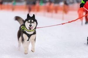 skijoring de cães de trenó. husky sled dog puxar musher. competição de campeonato esportivo. foto