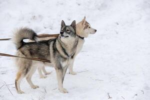 cães husky no cabo de amarração, esperando a corrida de cães de trenó, fundo de inverno. alguns animais de estimação adultos antes da competição esportiva. foto